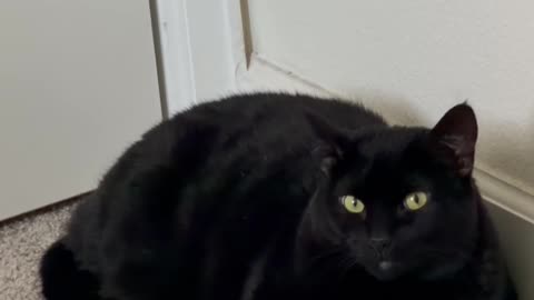 Cute Precious Piper is Being a Doorstop - My Adopted Shelter Cat Vlog #shorts