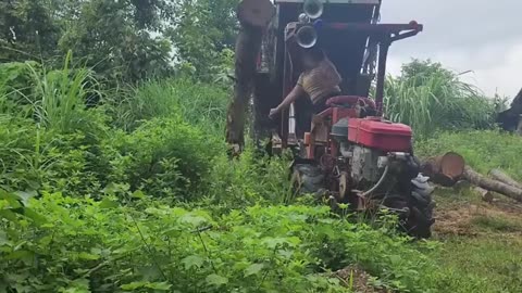 A beautiful lady transporting wood on a country road by tractor