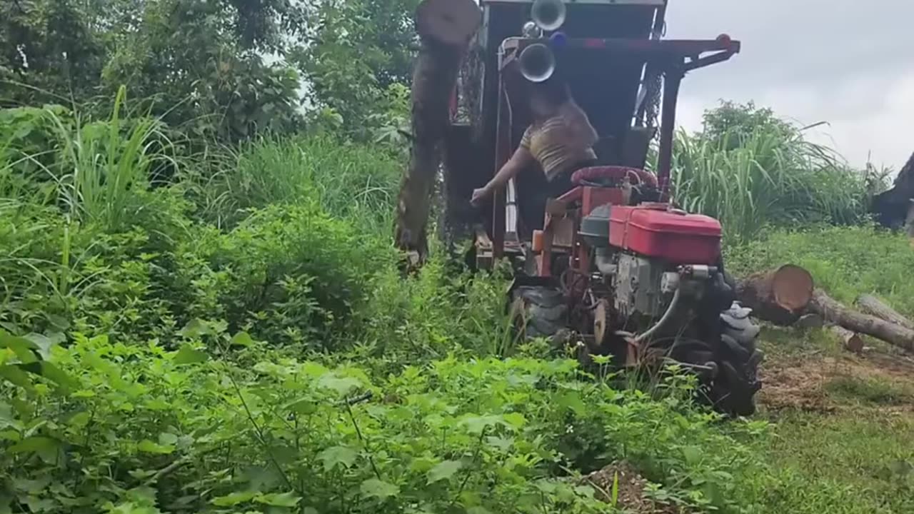 A beautiful lady transporting wood on a country road by tractor