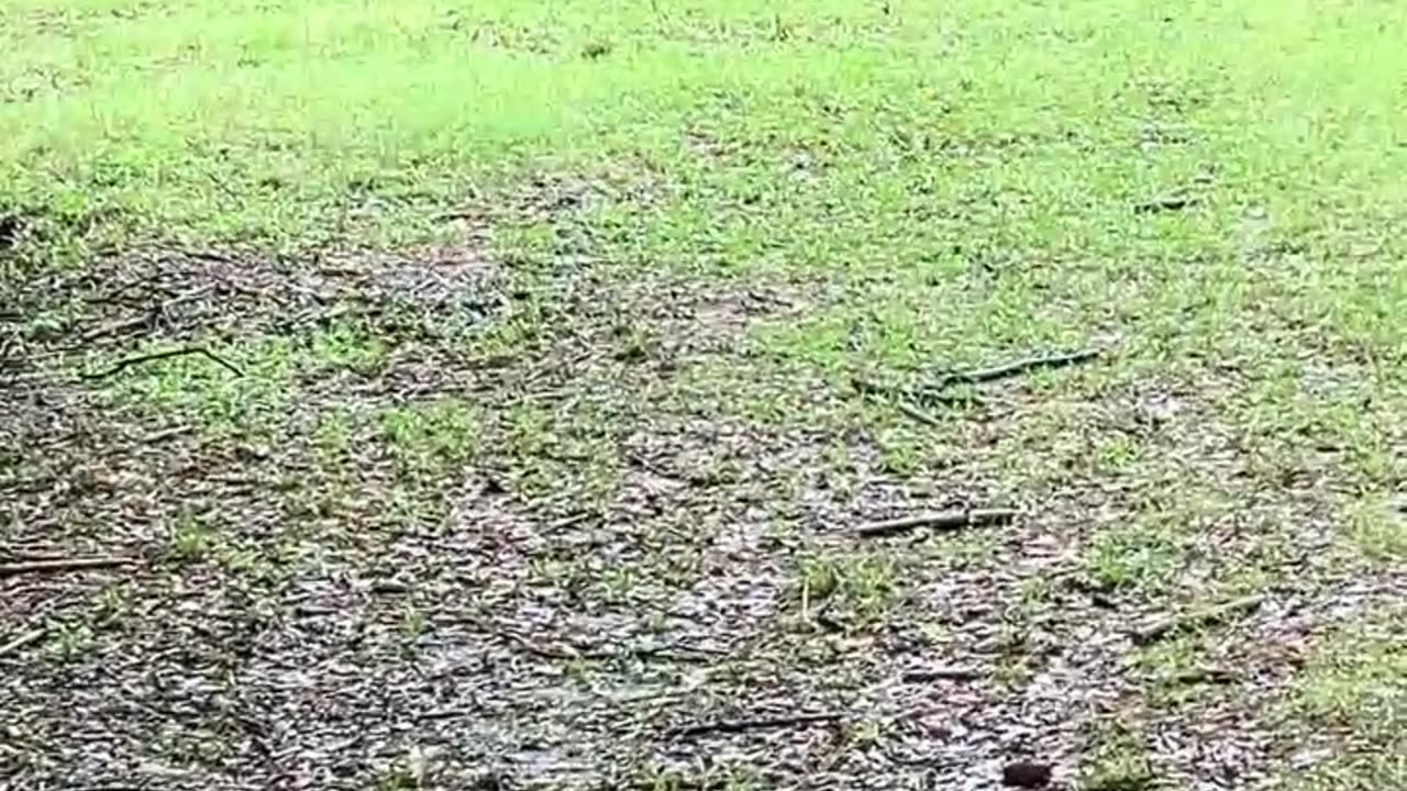 As soon as the storm ended, they get busy EATING!!!