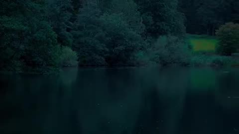 Whispers of the Rainy Woods: A Moody Escape into Nature's Embrace