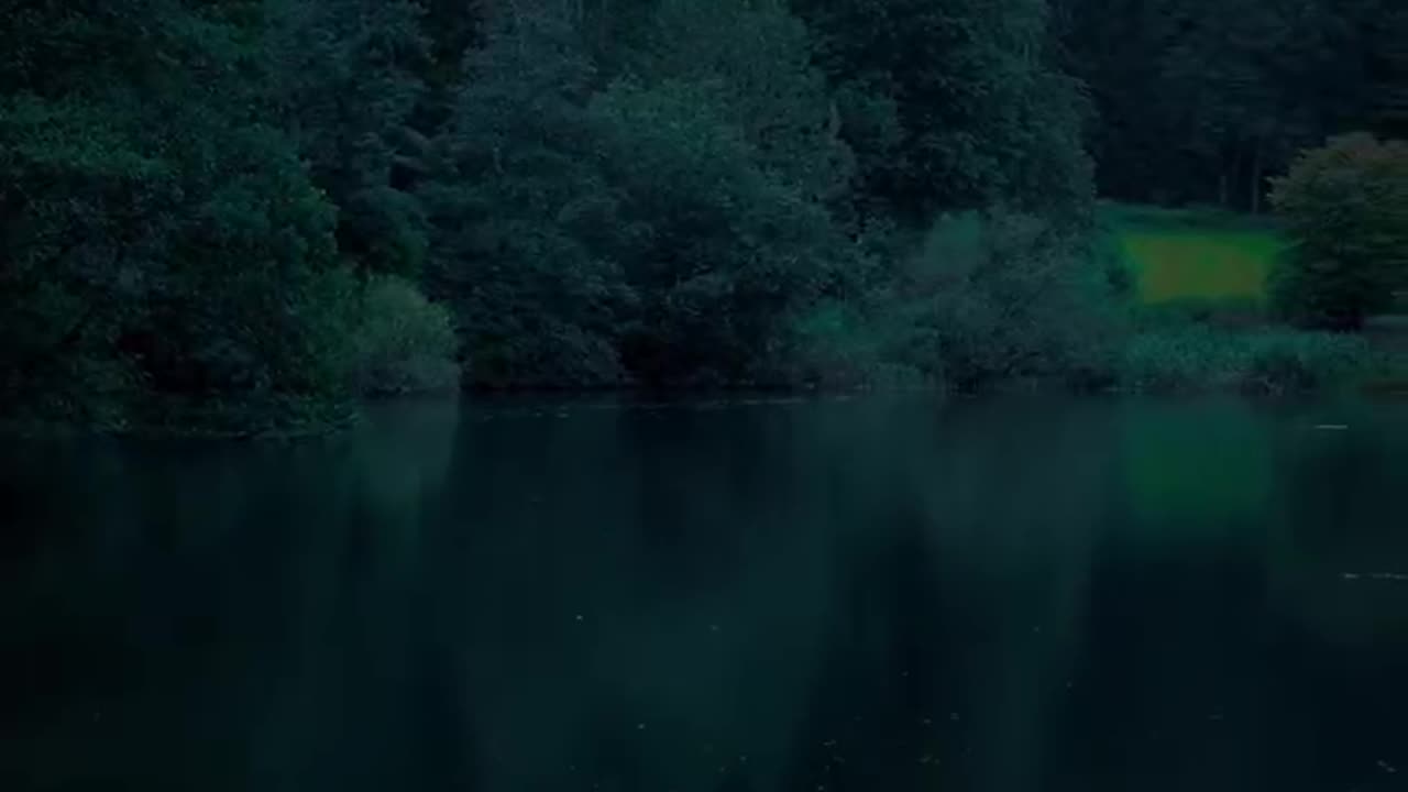 Whispers of the Rainy Woods: A Moody Escape into Nature's Embrace