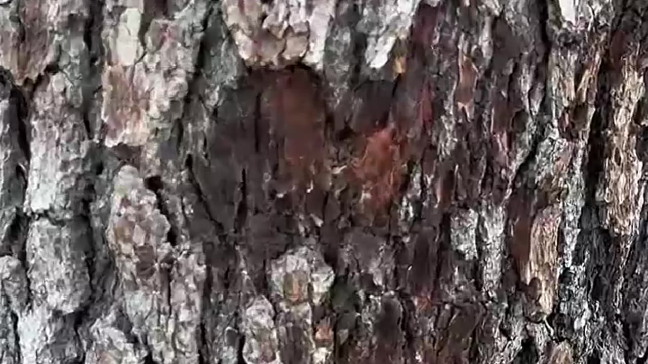 آزمایش قدرت سلاح‌ها