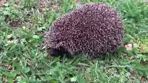 Hedgehog – Our New Adorable Neighbor :) #shorts