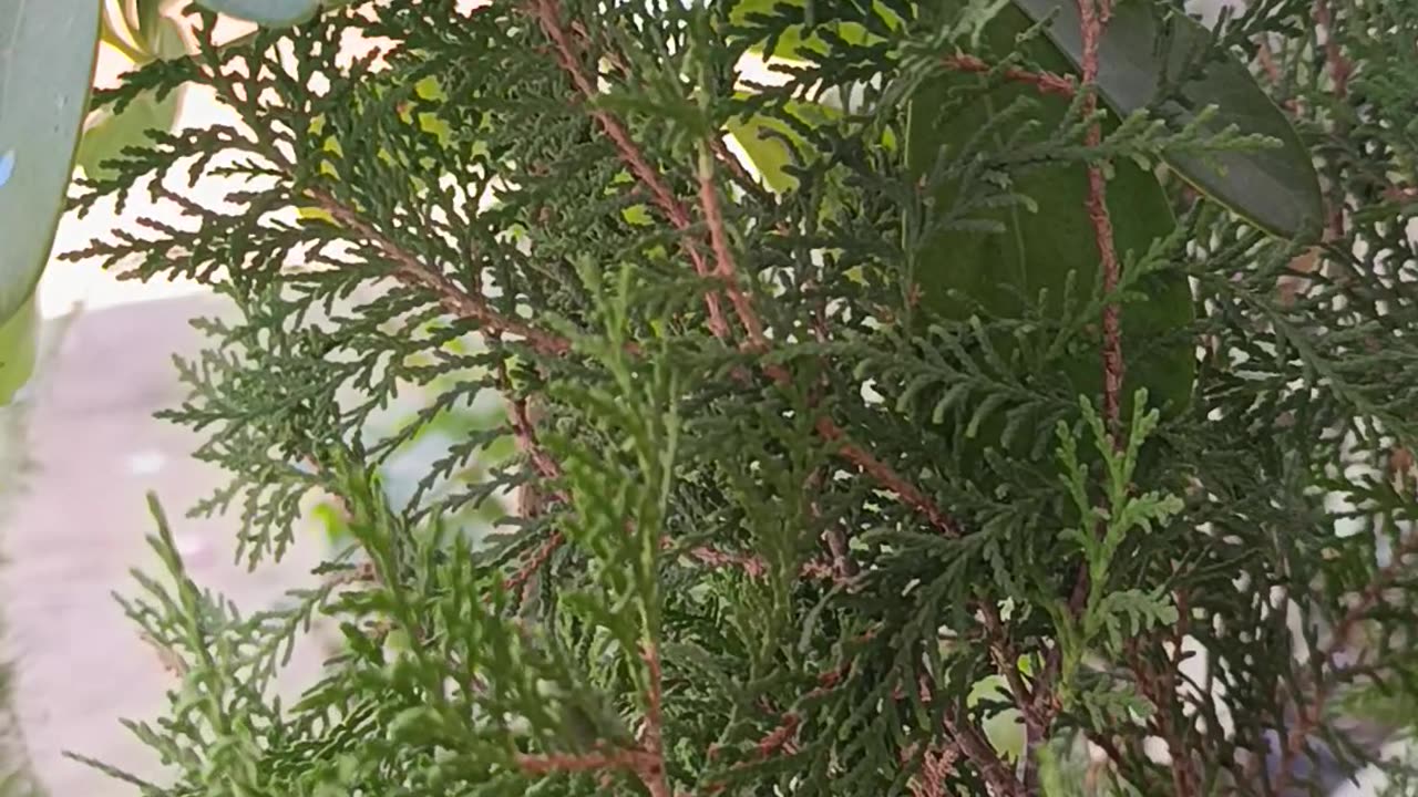 Natural