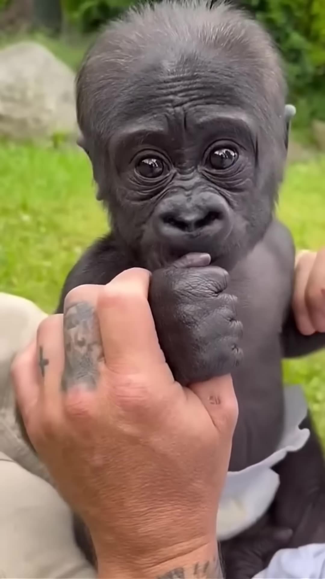 Majestic Growth of Wild Animals #funny #cute #animals