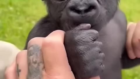 Majestic Growth of Wild Animals #funny #cute #animals 