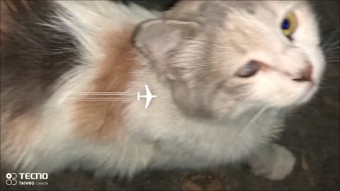My pet cats are always happy.Fighting 2