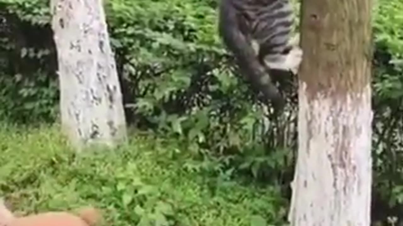 Cats challenging dogs 🤯☠️☠️........more
