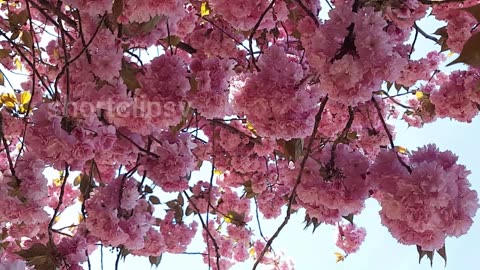 এনেছি আমার শত জনমের প্রেম........