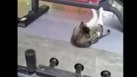 funny video