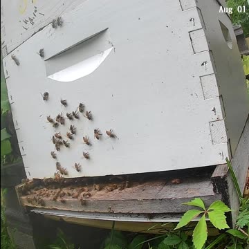 Bees on a Friday at Noon