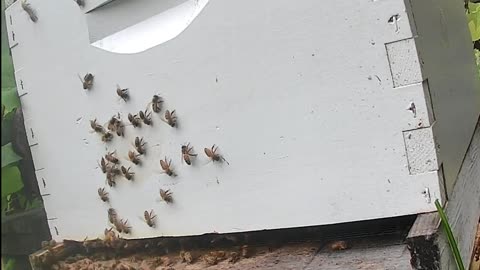 Bees on a Friday at Noon