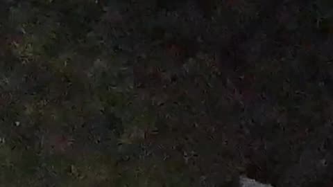¡Pica Drone! - Tacuarembó (08/10/2025)