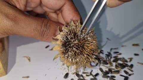 Sunflower Satisfaction Video - Part 2