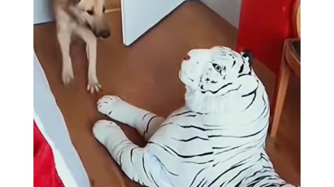 Dog prank 😂🇺🇸