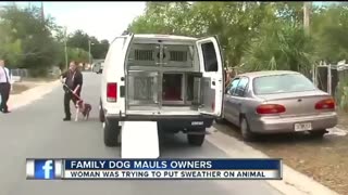 😂🐶 You Won't Believe This Pit Bull Sweater Struggle! | FunFM
