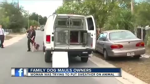 😂🐶 You Won't Believe This Pit Bull Sweater Struggle! | FunFM