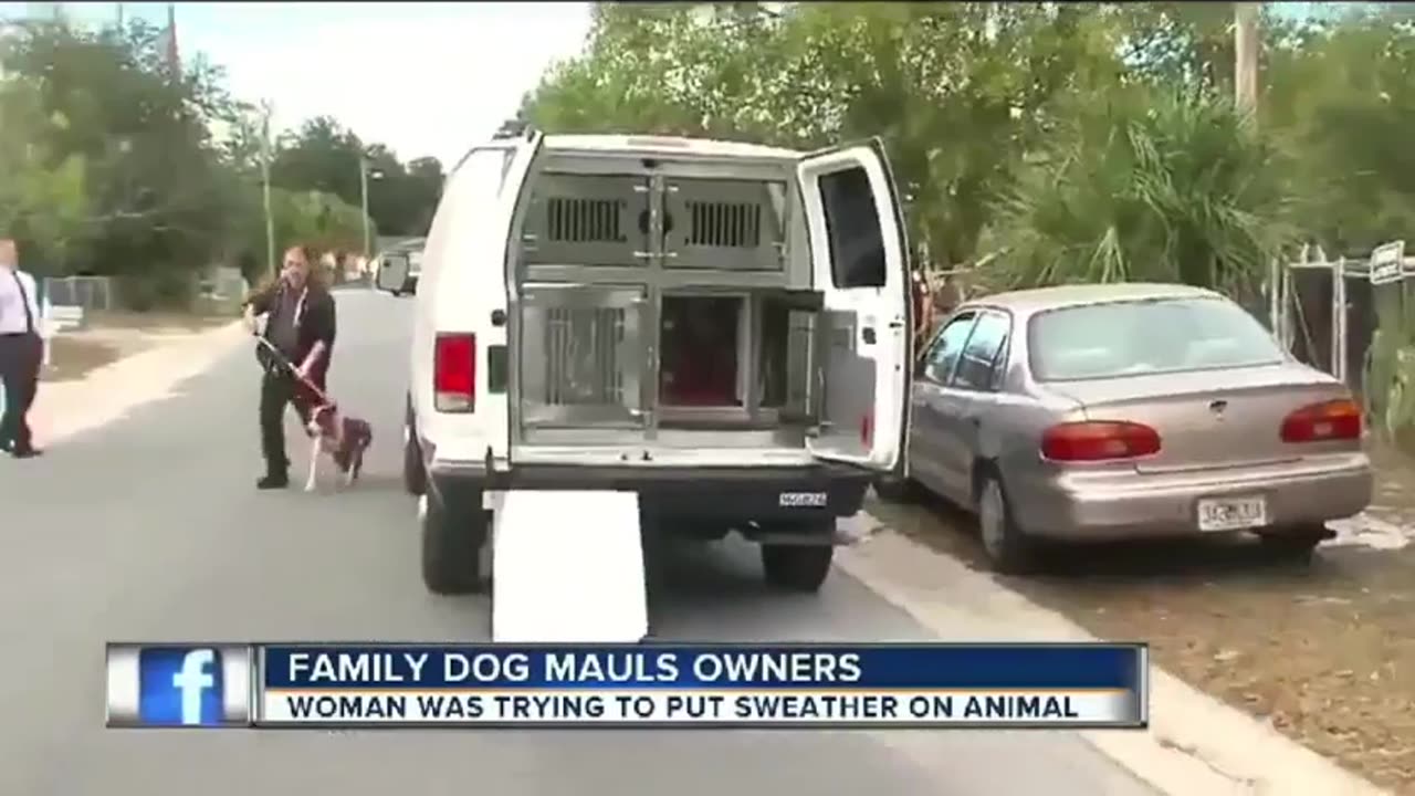 😂🐶 You Won't Believe This Pit Bull Sweater Struggle! | FunFM