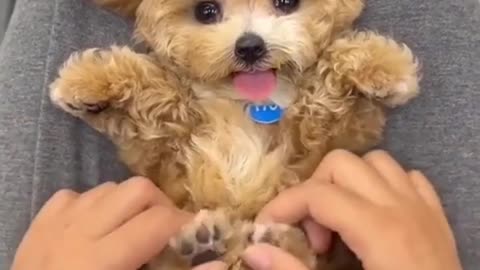 Hilarious Funny Animal Videos Compilation 2025 - Cute Animals Being Silly Together