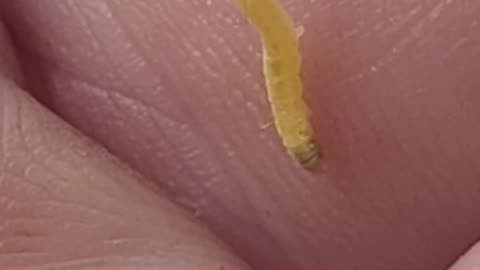 🐛😂 My Teeny Tiny Caterpillar People Need Me! | FunFM