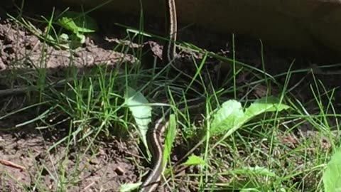 Garter Snake