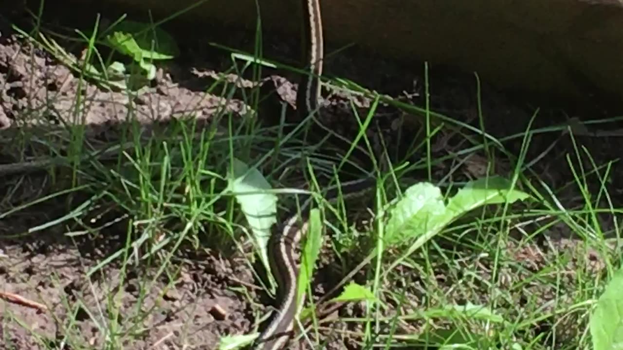 Garter Snake