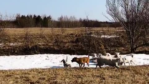 🐶😂 Unleashing a Horde of Labrador Retrievers - Hilarious Moments! | FunFM