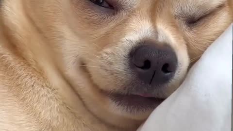 😂💥 Bark Beam Boom BOOM! | FunFM