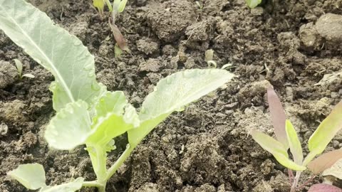 Cauliflower latest update after transplant