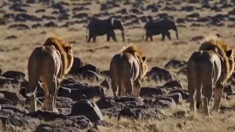 Elephants Vs Lion- Fight