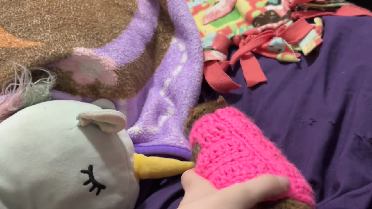 Gordie the Rat Tries on His Gorgeous Sweater