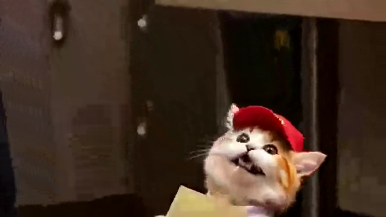 mckitty
