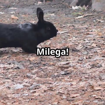 चतुर खरगोश और लालची भालू 🐰🐻 | Moral Story for Kids | Hindi Kahani #shorts #kids