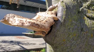 Massive wild 'shrooms growing out of a dead tree!