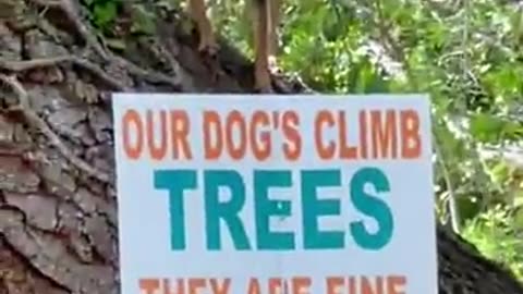 😂🐶 You Won't Believe Dogs Climbing Trees! | FunFM