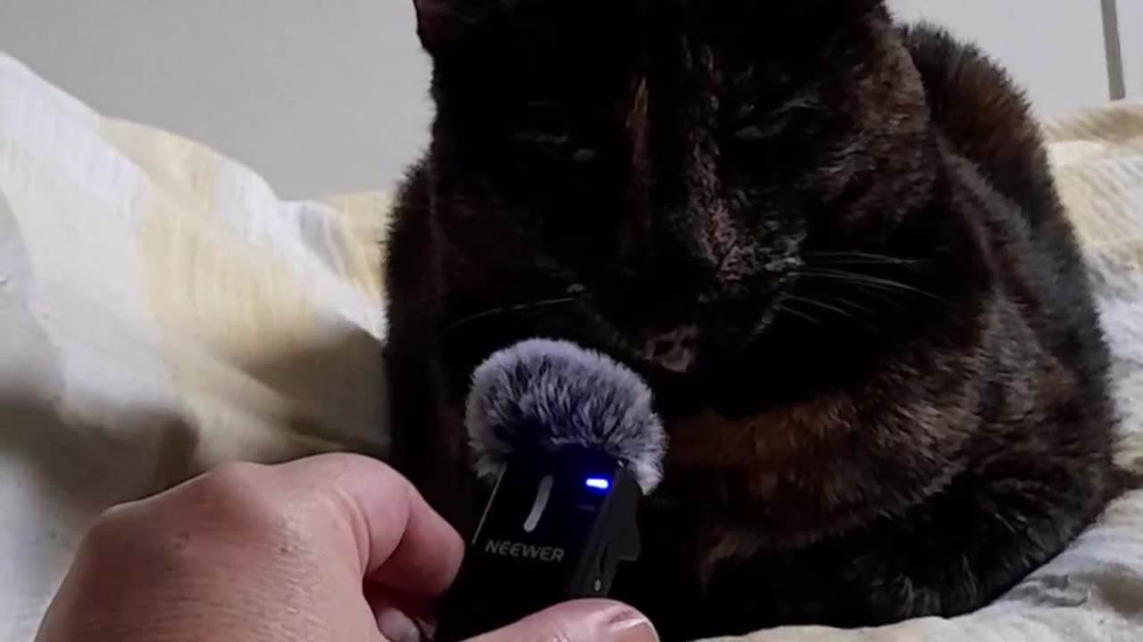 Interviewing my cat about politics