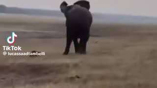 😂💥 The Dumbest Plan to Fight an Elephant | FunFM