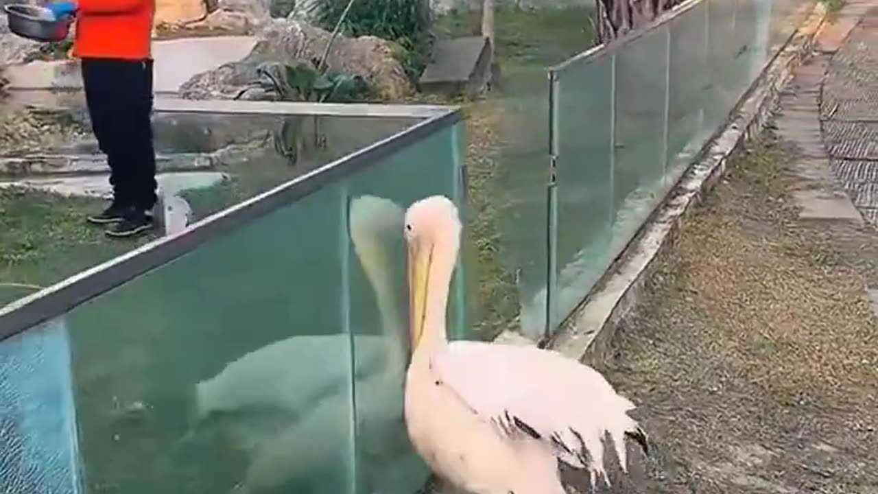 Probably nearsighted 😂😍