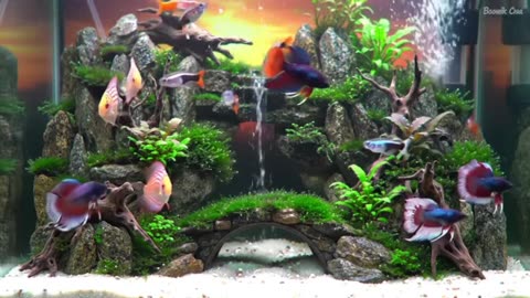 Aquascape Live: Nature’s Harmony in Glass
