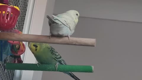 Linden & Hollian Go Chewing...