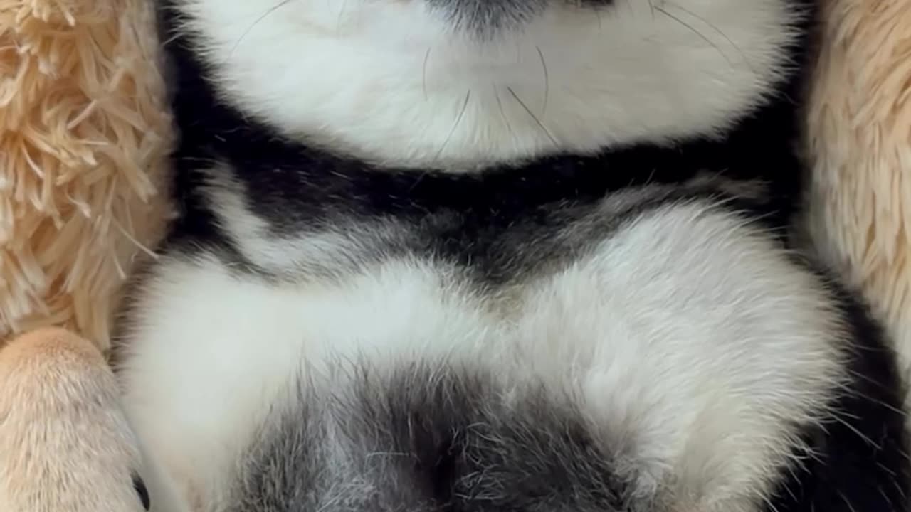 cute dogs videos 🐶🐶🐶🐶