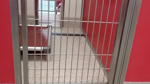 Bella 3y A831564 kennel 31 pod 2 PACC shelter I came back 2 see her a little later here20250806528