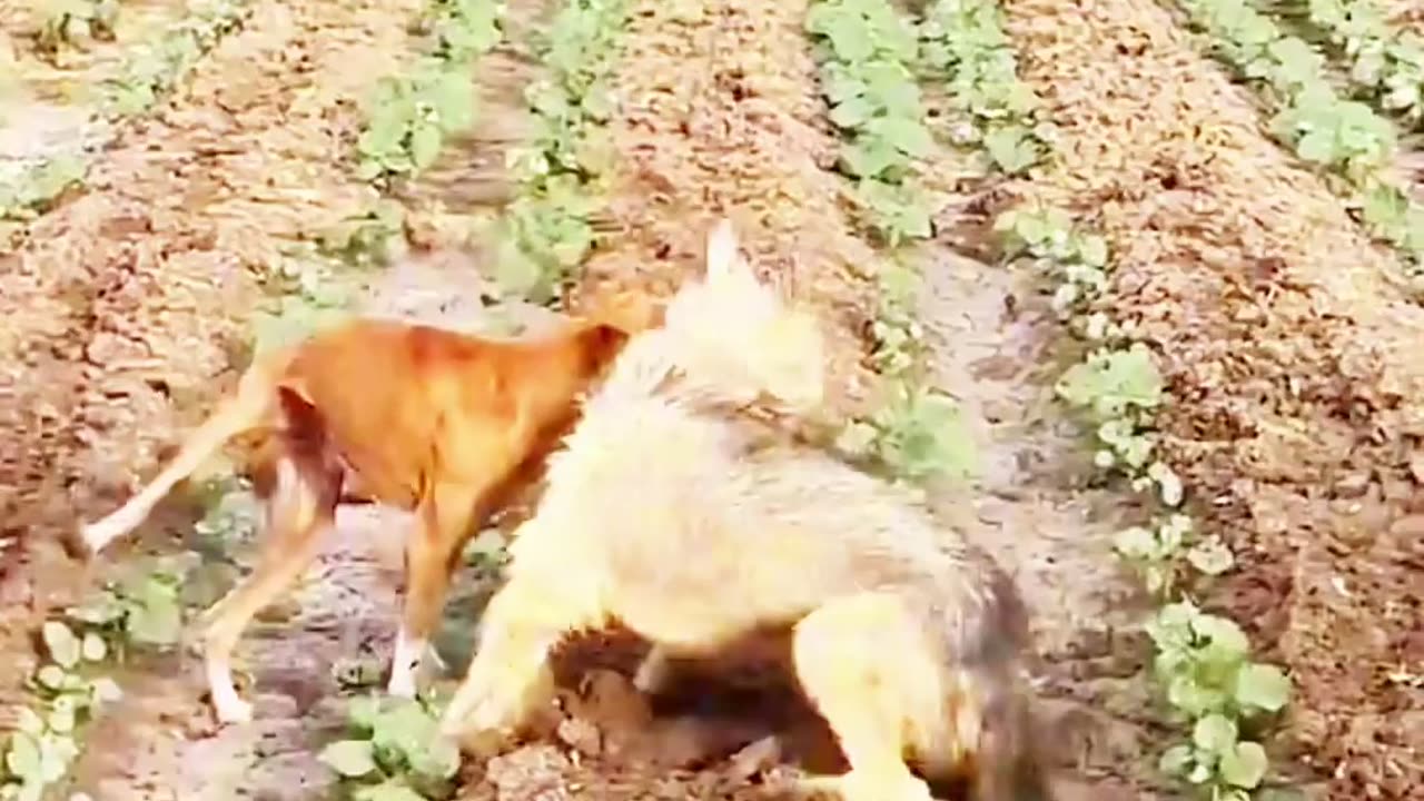 The funny video ,#very interesting dog fightin.