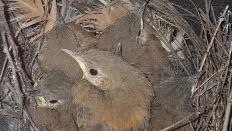 Innovative Birds Make Nest in Clothesline Pants