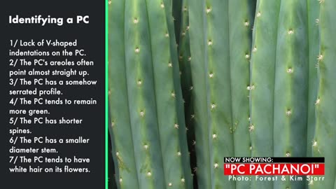 How to identify the PC Pachanoi (Pachanot)... and is it really a San Pedro cactus? [Sacred Cactus]