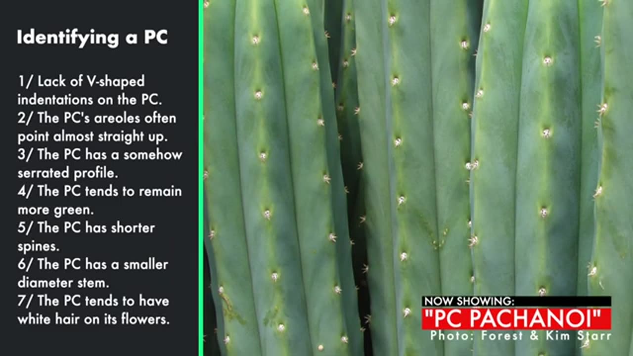How to identify the PC Pachanoi (Pachanot)... and is it really a San Pedro cactus? [Sacred Cactus]