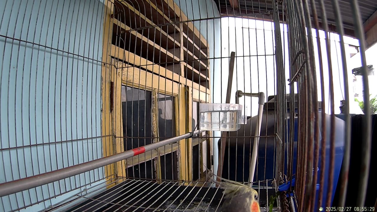 "Lovely Australian Cockatiels Singging and Playing in Cage Part 7"