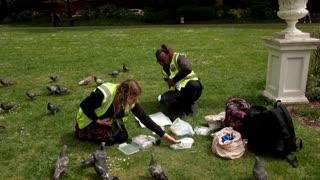 Pigeon rescue crew find peace in tending London's flocks