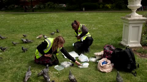 Pigeon rescue crew find peace in tending London's flocks